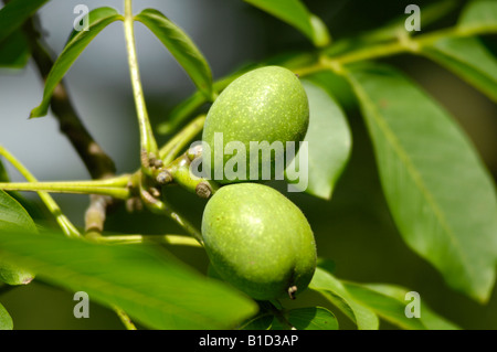 Walnuss Baum Juglans Regia im Garten Kent England. Stockfoto