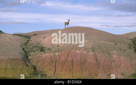 Ein Maultier-Rotwild steht auf einem der erodierten Dünen in Badlands Nationalpark Stockfoto