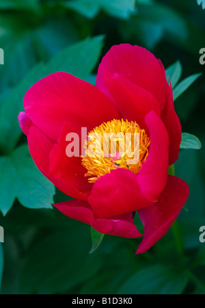 PAEONIA LACTIFLORA SCARLET OHARA PFINGSTROSE Stockfoto