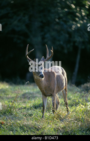 Ein Junge Maultierhirsche Bock in Sommerfarben surft auf einer Wiese in den Ochoco Bergen von zentral-östlichen Oregon Stockfoto