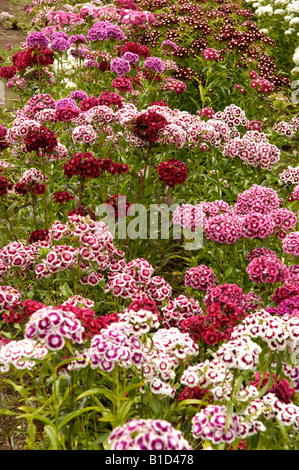 Sweet William Dianthus Barbatus wächst im Küchengarten UK Stockfoto