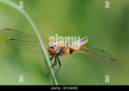 Breiter Körper Chaser Libellula depressa Stockfoto