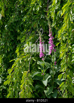 Gemeinsame Fingerhut (Digitalis purpurea) und Herbst Kirsche (Prunus subhirtella 'Pendula') Stockfoto