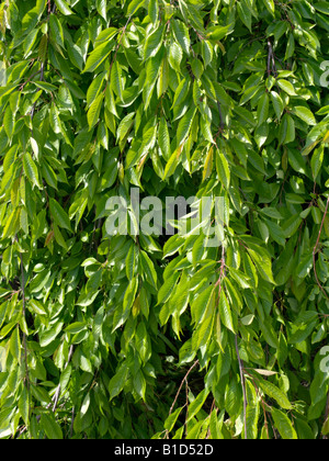 Herbst Kirsche (Prunus subhirtella 'Pendula') Stockfoto