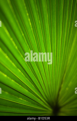 hautnah auf einer Palme Baum Blatt australische Fächerpalme Stockfoto