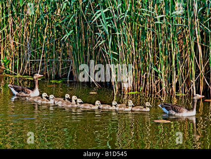 Gänse Wasser ein Cygnet Eiern Vogel Eltern Mutter Vater Geflügel Flügel Nest Huhn junge Stockfoto