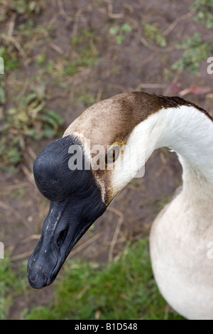 Kopfporträt der inländischen Swan Goose (Anser Cygnoides) Stockfoto