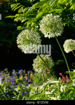 Persische Schalotten (Allium stipitatum 'mount Everest') Stockfoto