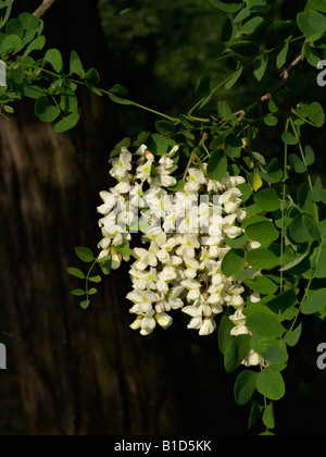Robinie (Robinia pseudoacacia) Stockfoto
