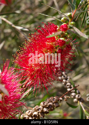 Fluss callistemon bottlebrush (sieberi) Stockfoto