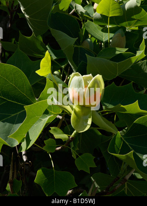 Amerikanische Tulpenbaum (Liriodendron tulipifera) Stockfoto
