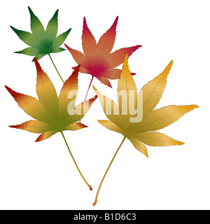 Satz von japanischen Ahorn Blätter Vektor-illustration Stockfoto