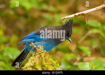 Steller's Jay - Pacific Rim National Park, Tofino, BC Kanada Stockfoto