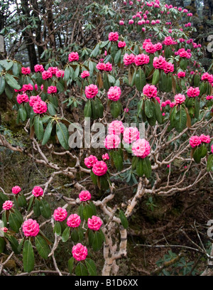 Rhododendron blüht in voller Farbe auf dem Grat Singalila trek entlang der Grenze von Nepal und Indien Stockfoto