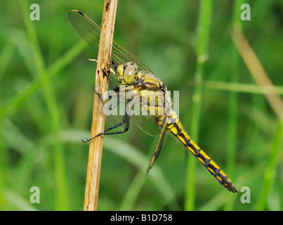 Schwarz-angebundene Abstreicheisen Libelle Orthetrum Cancellatum neu entstanden Stockfoto