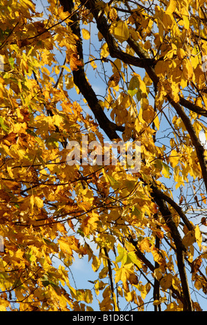 Herbstfärbung Stockfoto