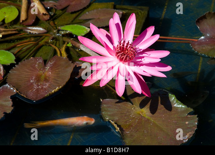 Indonesien rosa Lotosblume in einem Teich mit Goldener Fisch Stockfoto