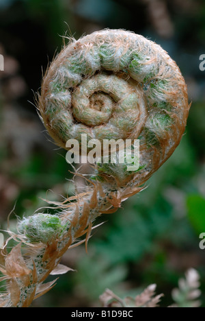 Weiches Shield-Farn-Polystichum setiferum, Wales, Großbritannien. Stockfoto