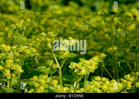 Holzdrang Euphorbia amygdaloides, Wales, Großbritannien. Stockfoto