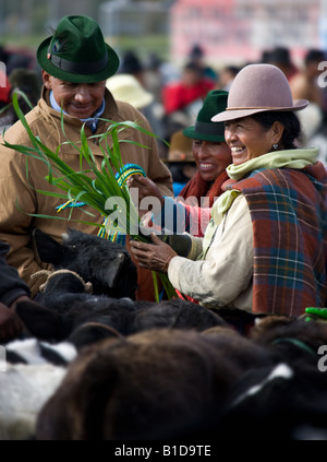 Bei Saquisili Viehmarkt in der Allee der Vulkane in Ecuador in Südamerika Stockfoto