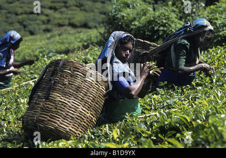 Sri Lanka. Frauen Tee Kommissionierung / zupfen in der Nähe von Kandy Stockfoto