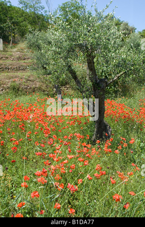 Olivenbäume und roter Klatschmohn wächst wild auf der Insel Elba Toskana Italien Stockfoto