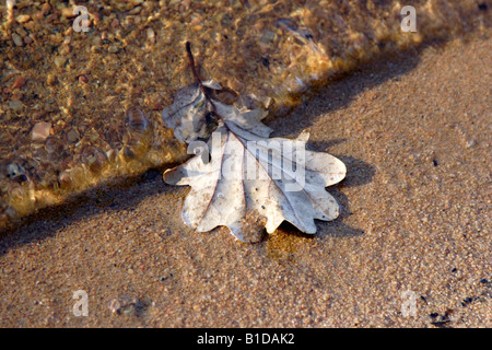 Herbst Licht spielt auf der Wasseroberfläche Stockfoto