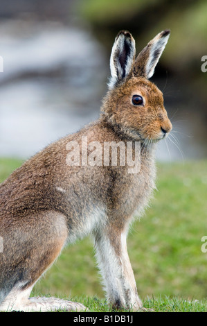 Berg Hase Lepus Timidus sitzen auf küstennahen Grünland Isle of mull, Schottland Stockfoto