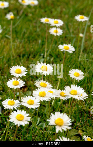 Blumen-Gänseblümchen im Rasen Stockfoto