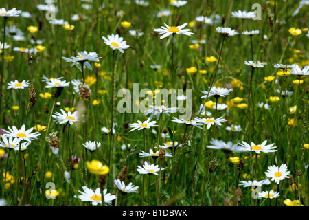 Oxeye Margeriten Leucanthemum Vulgare in eine Wildblumenwiese Somerset Stockfoto