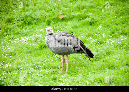 Crested Screamer Stockfoto