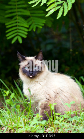 Ein Siegel zeigen Katze in einer natürlichen Umgebung. Stockfoto