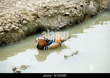 Mandarin Ente Stockfoto