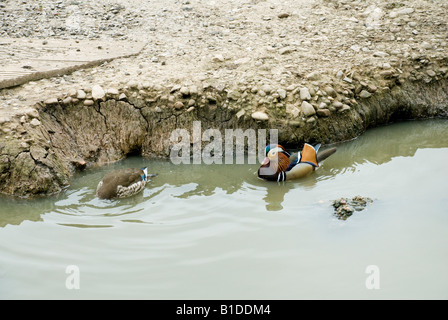 Mandarin Ente Stockfoto