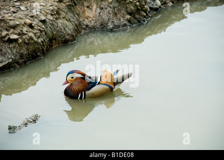 Mandarin Ente Stockfoto