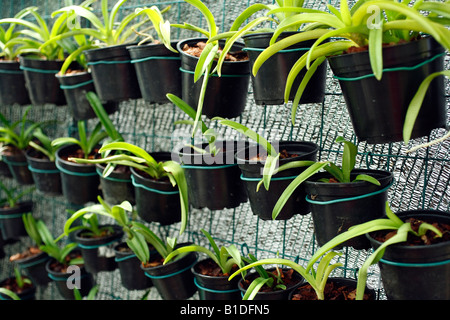 Blumentöpfe in einem Gewächshaus Stockfoto