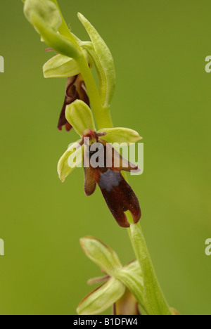 Orchidee (Ophrys Insectifera) fliegen Stockfoto