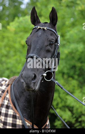 Porträt von schwarzen Achal-Tekkiner Pferde Stockfoto