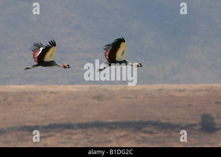 Zwei graue gekrönte Kräne (Balearica Regulorum Gibbericeps) während des Fluges in Ngorongoro Crater, Tansania, Afrika Stockfoto