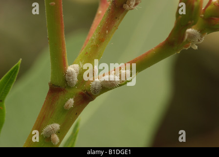 Wollläuse auf Oleander. Stockfoto