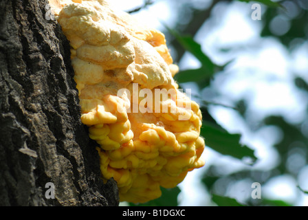 Gelbe Polyporus auf dem Baum Stockfoto