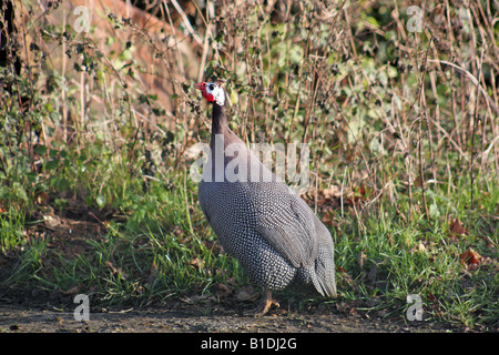 Behelmte Perlhuhn (Numida Meleagris) Stockfoto