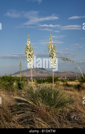 Soaptree Yucca Blüten (Yucca Elata) mit San Jose' Peak in den Hintergrund, Arizona, USA Stockfoto