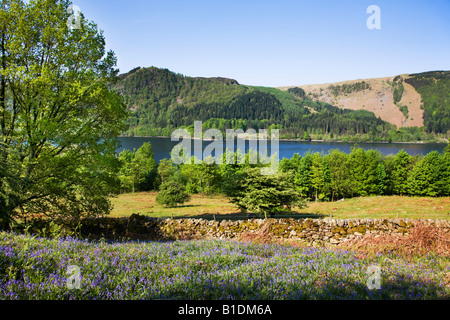 Thirlmere im Mai Frühjahr Farben an den Bäumen mit Glockenblumen rund um den Stausee, der "Lake District" Cumbria England UK Stockfoto