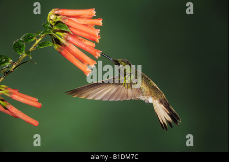 Buff-tailed Coronet Kolibri Boissonneaua Flavescens Erwachsenen Fütterung von Blume Mindo Ecuador Anden Südamerikas Januar 2008 Stockfoto