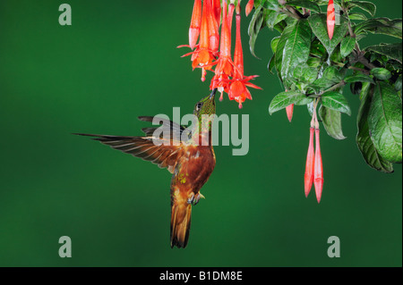 Kastanien-Breasted Coronet Kolibri Boissonneaua Matthewsii Erwachsenen Fütterung von Fuchsia Blume Ecuador Anden Südamerikas Stockfoto