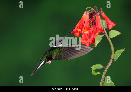 Kragen, Hummingbird Coeligena Inka Torquata männlichen Fütterung von Bomarea Blume Papallacta Ecuador Anden Südamerikas Januar Stockfoto