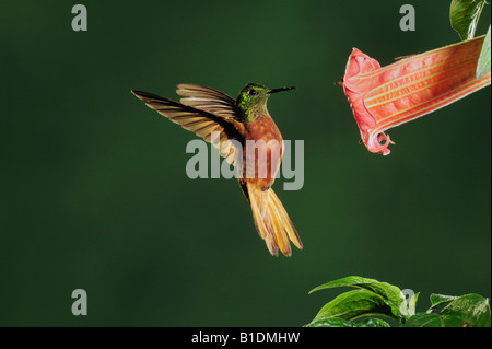 Kastanien-Breasted Coronet Boissonneaua Matthewsii Erwachsenen Fütterung von Datura Blume Papallacta Ecuador Anden Südamerikas Stockfoto