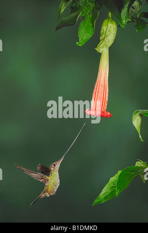 Schwert-billed Kolibri Ensifera Ensifera weiblich Fütterung von Datura Blume Papallacta Ecuador Anden Südamerikas Stockfoto