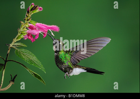 Turmalin Sunangel Kolibri Heliangelus Exortis männlichen Fütterung aus Salbei blühen Papallacta Ecuador Anden Südamerikas Stockfoto